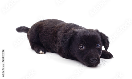 Black small dog.