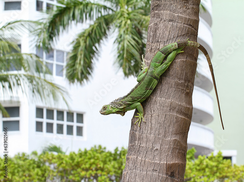 Cold blooded green iguana coming down a palm tree on Fort Lauderdale Beach, Florida, USA.
