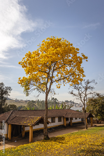 Ipê amarelo na cidade de Poços de Caldas, Estado de Minas Gerais, Brasil