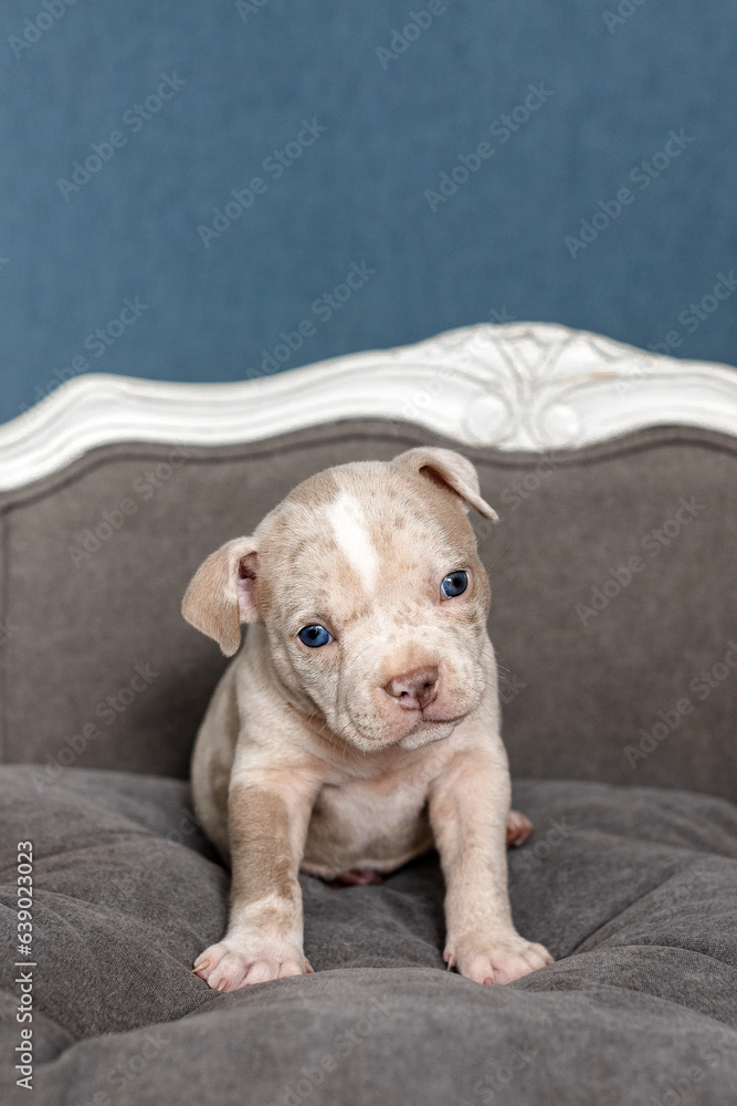 American bully puppy on a gray sofa