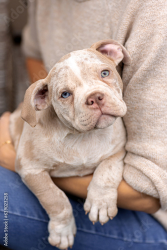 American bully puppy in hands of the owner