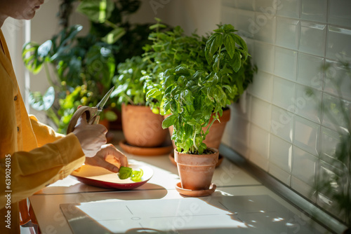 Eco friendly natural bio garden at home. Hands with kitchen scissors cutting leaves of organic herb basil growing in clay pot on kitchen table for cooking. Small farm from seeds on apartment tabletop