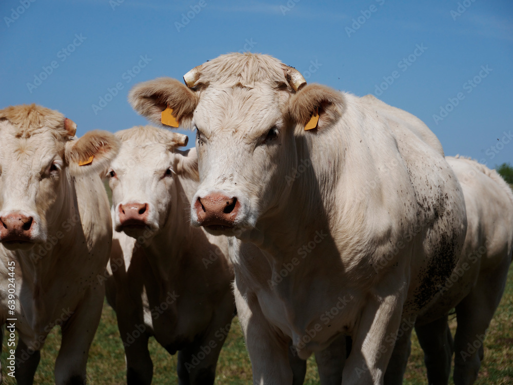 White cows in the French countryside
