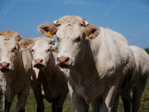 White cows in the French countryside © Life pics