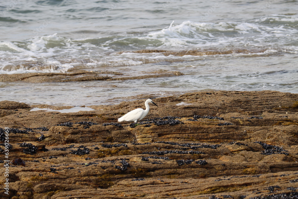 Egret on the beach Egret on the beach