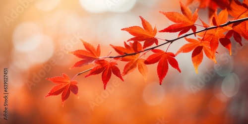 Colorful maple leaves in autumn sunny day, focus in foreground leaves, blurred bokeh background.