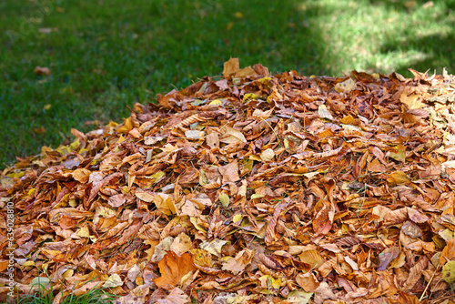 Pile of dry autumn leaves against green grass, cleaning territory. Heap of yellow leaves. Pile of various autumn fallen leaves, big dump, autumn season cleanup