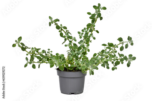 Potted 'Helichrysum Petiolare' plant on white background photo