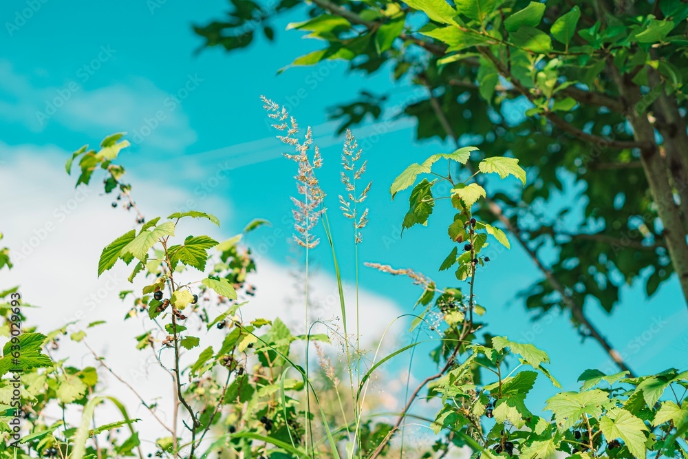 Fototapeta premium grass and blue sky / the ear grows upward 