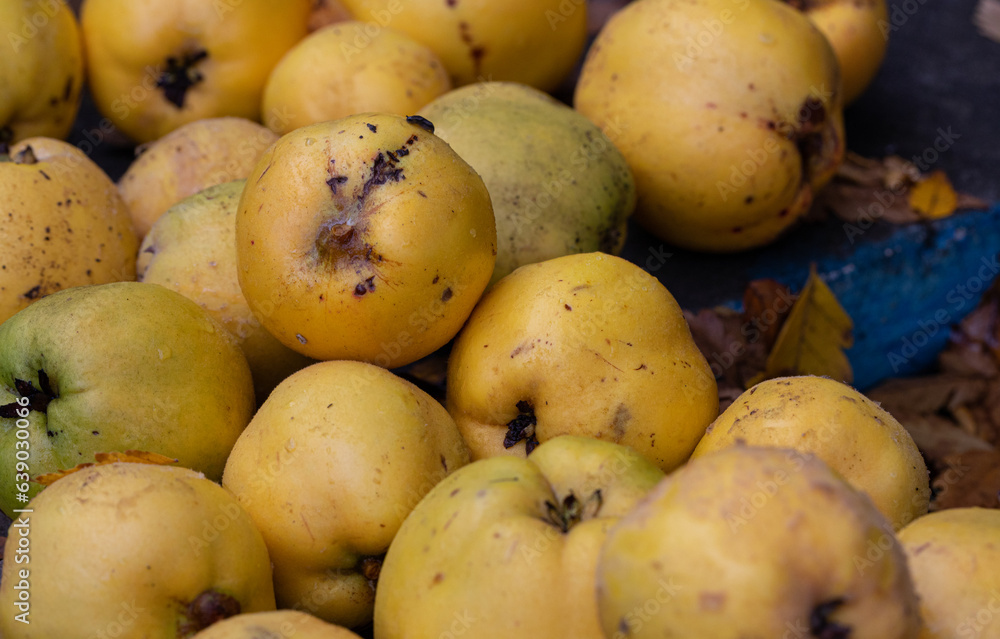 ripe yellow ecological fragrant quince ripe yellow ecological fragrant quince