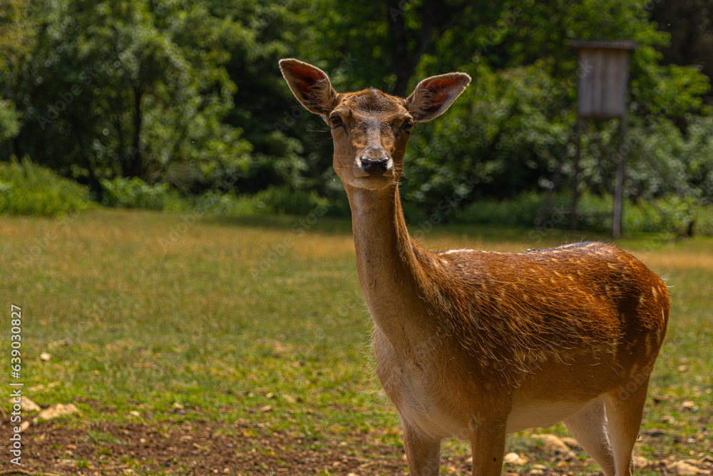 deer in the forest