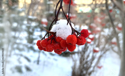 mountain ash under the snow
