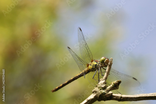 close up of a dragonfly