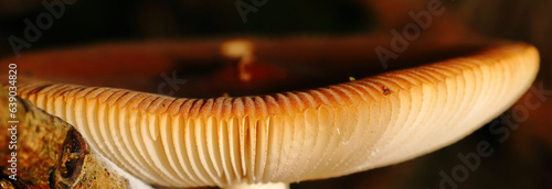close up of a mushroom