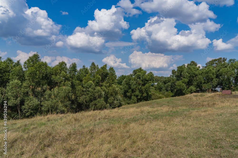 landscape with trees and sky