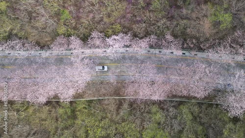 Cherry blossom road in Hwangryeongsan Mountain, Busan, South Korea, Asia photo