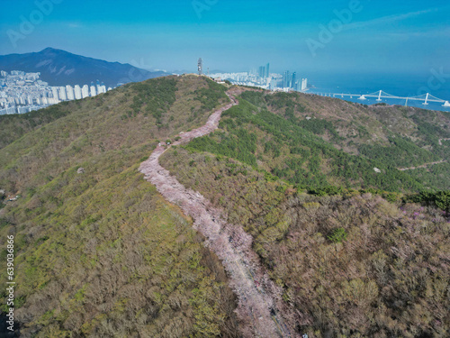 Cherry blossom road in Hwangryeongsan Mountain, Busan, South Korea, Asia