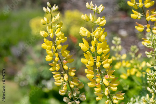 Yellow lupin flowers in bloom