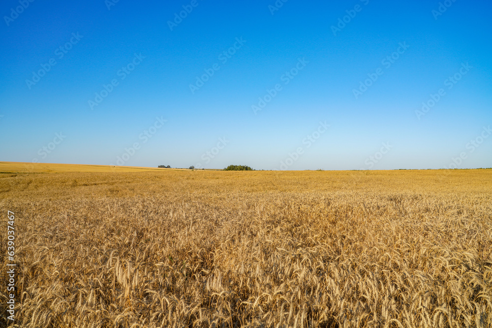 wheat field and sky wheat field and sky