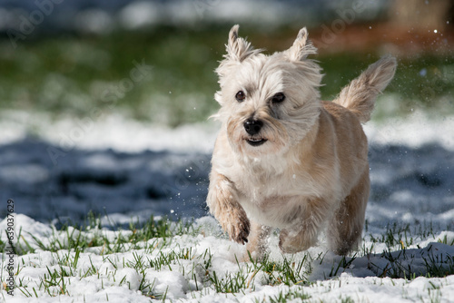 Fotografie Adorable cairn terrier dog playing in the snow