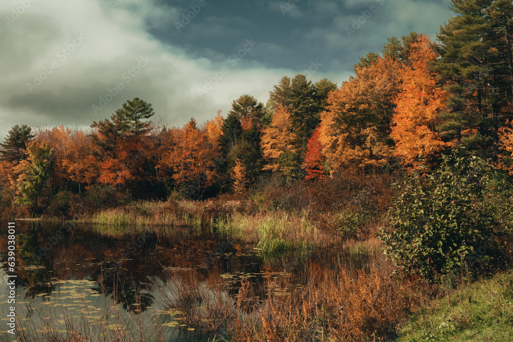 Fototapeta premium autumn landscape with trees and lake
