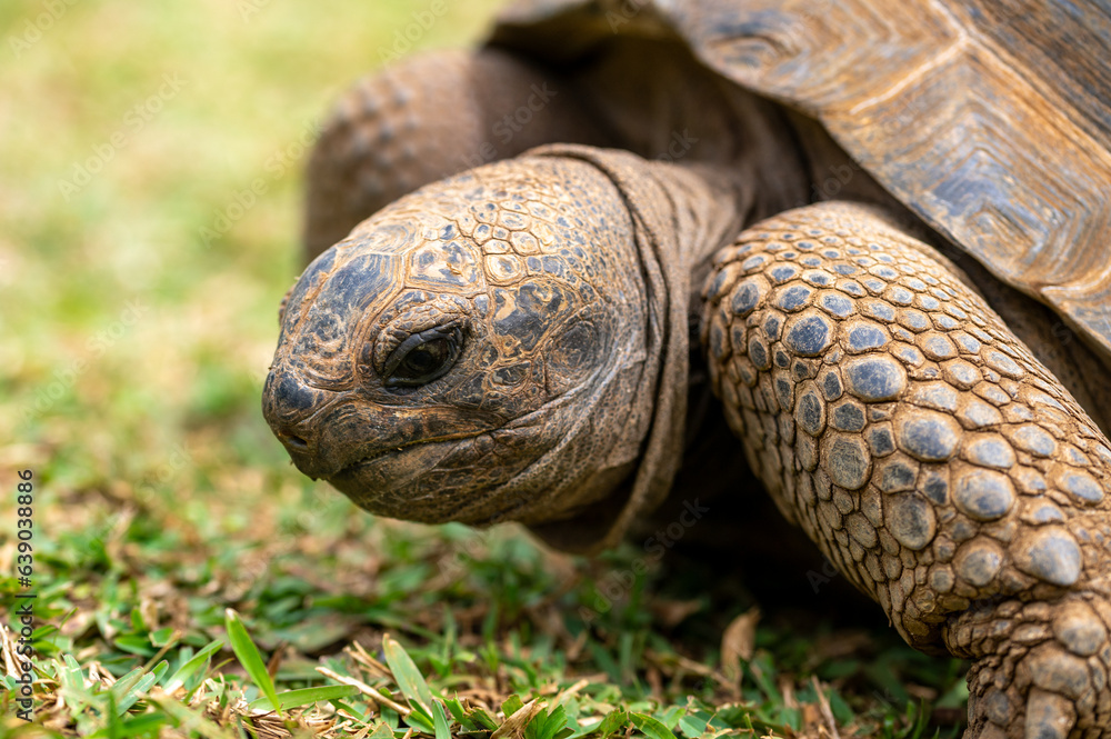 Aldabra giant tortoise, Mauritius. Over 100 years ago, Mauritian Giant ...