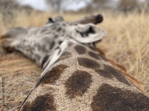 Neck of a Dead Giraffe in South Africa