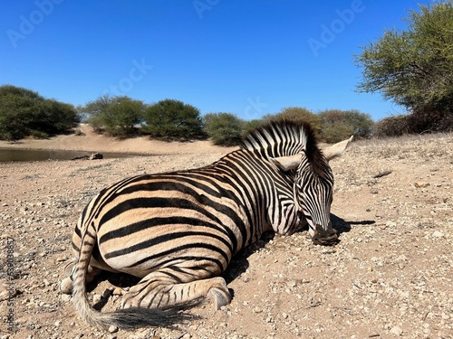 Dead Zebra in South Africa