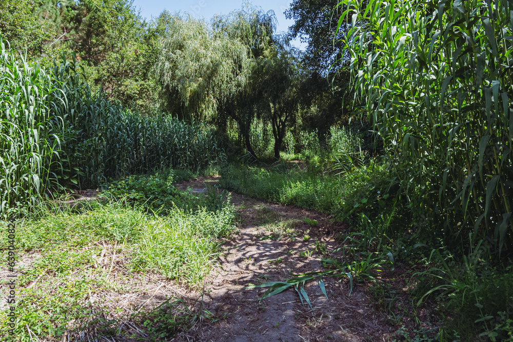 Parque da seara, conselho de Oliveira do Bairro, Distrito de Aveiro, Portugal 26 de julho de 2023. Parque da seara, conselho de Oliveira do Bairro, Distrito de Aveiro, Portugal 26 de julho de 2023.