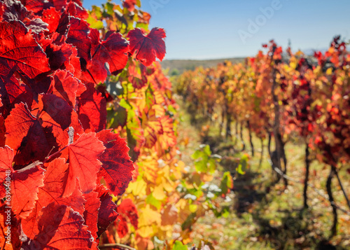 Tierra del malbec , camino del vino , otoño en Mendoza , colores vivos , en plena transformación de cambio de estación.