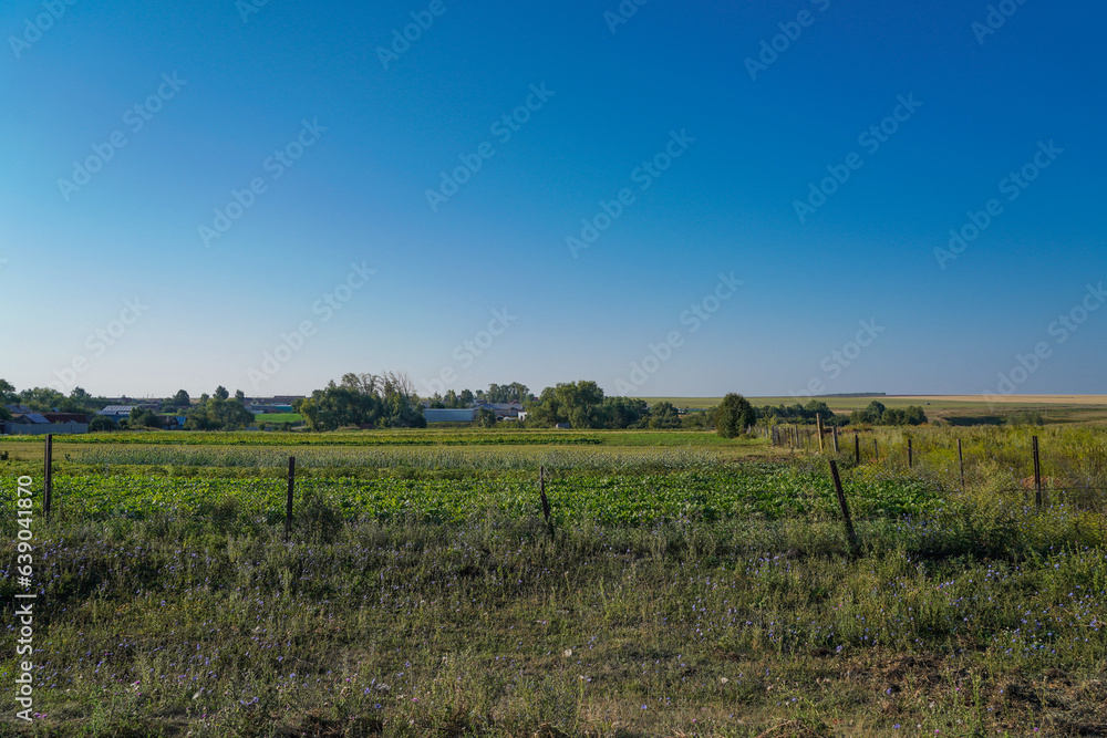 landscape with trees and sky