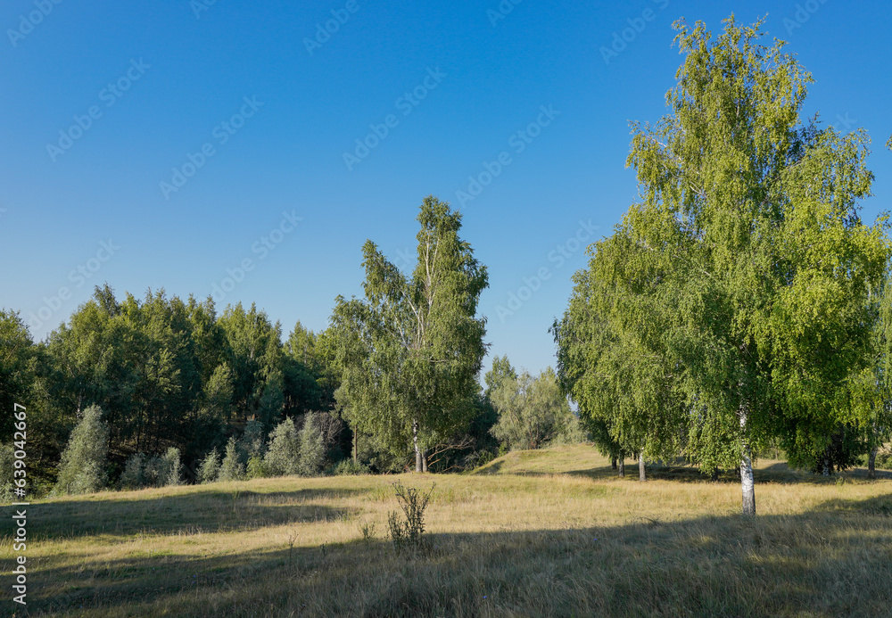 Fototapeta premium landscape with trees