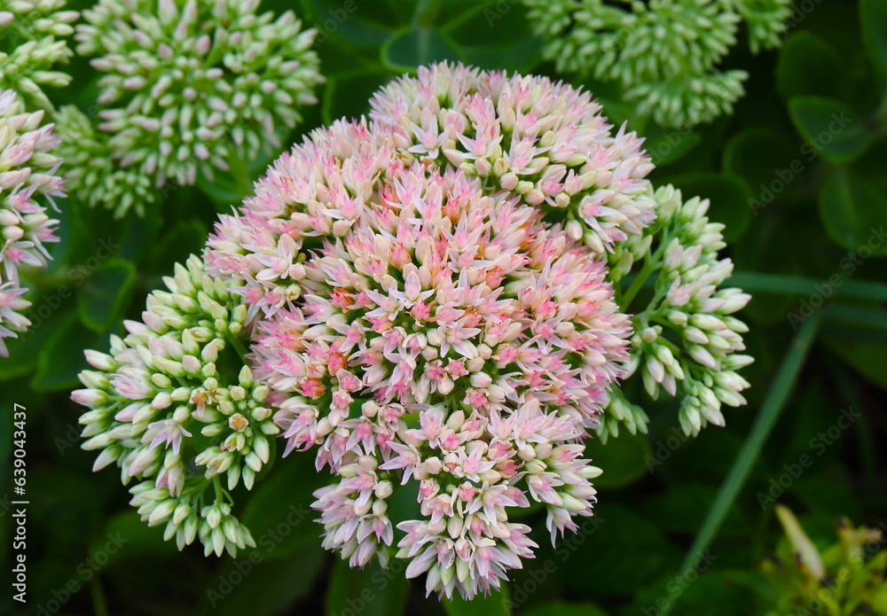 Pink Stonecrop Sedum, Autumn Flower, Closeup Pink Stonecrop Sedum, Autumn Flower, Closeup