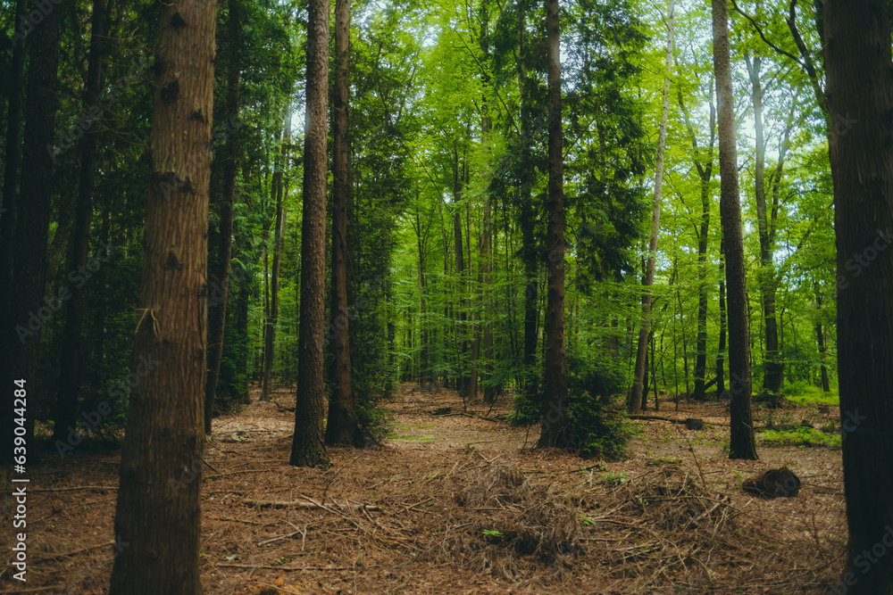 Natural background of pine forest, camera between trees.