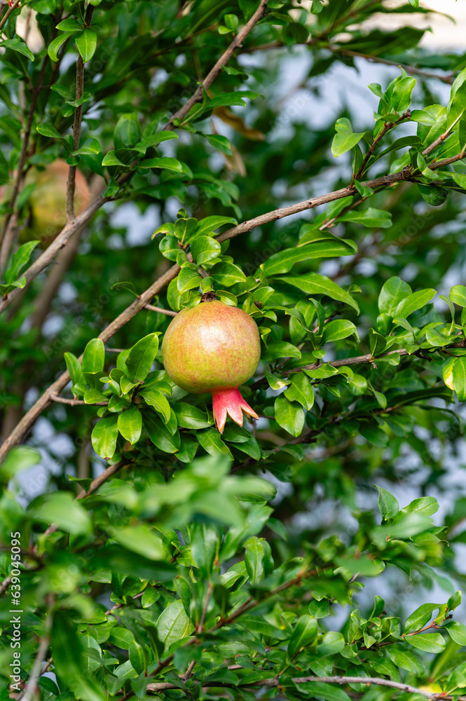Young pomegranate fruits hanging on tree, close-up. Young pomegranate fruits hanging on tree, close-up.