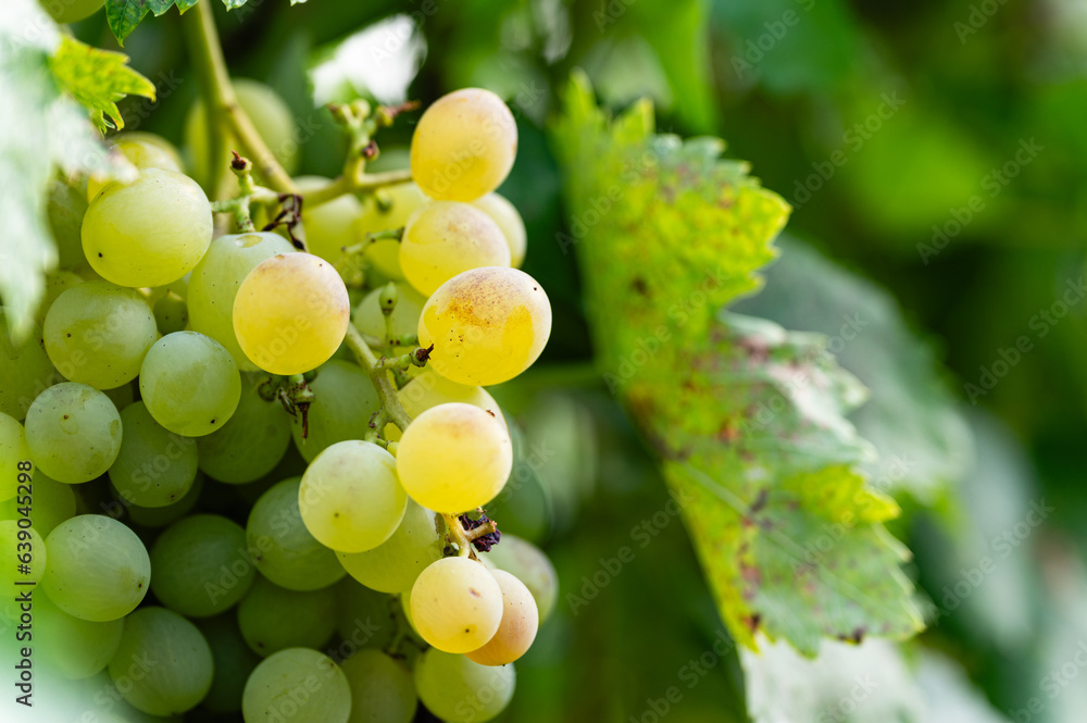 Large bunch of white grapes hanging, close-up. Large bunch of white grapes hanging, close-up.