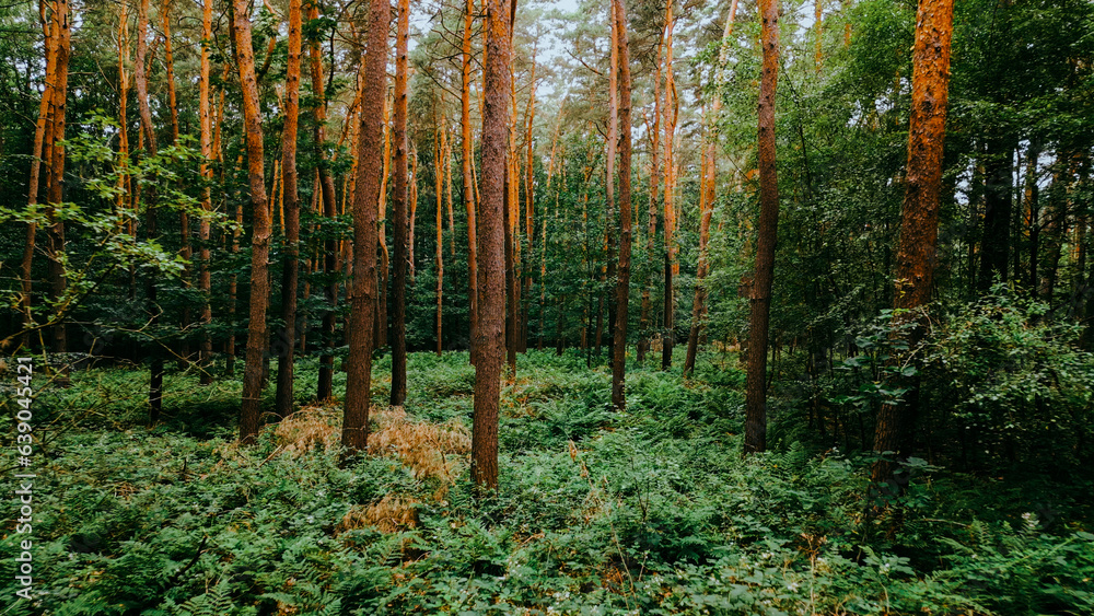 Fototapeta premium Aerial drone view of pine forest, camera between trees.