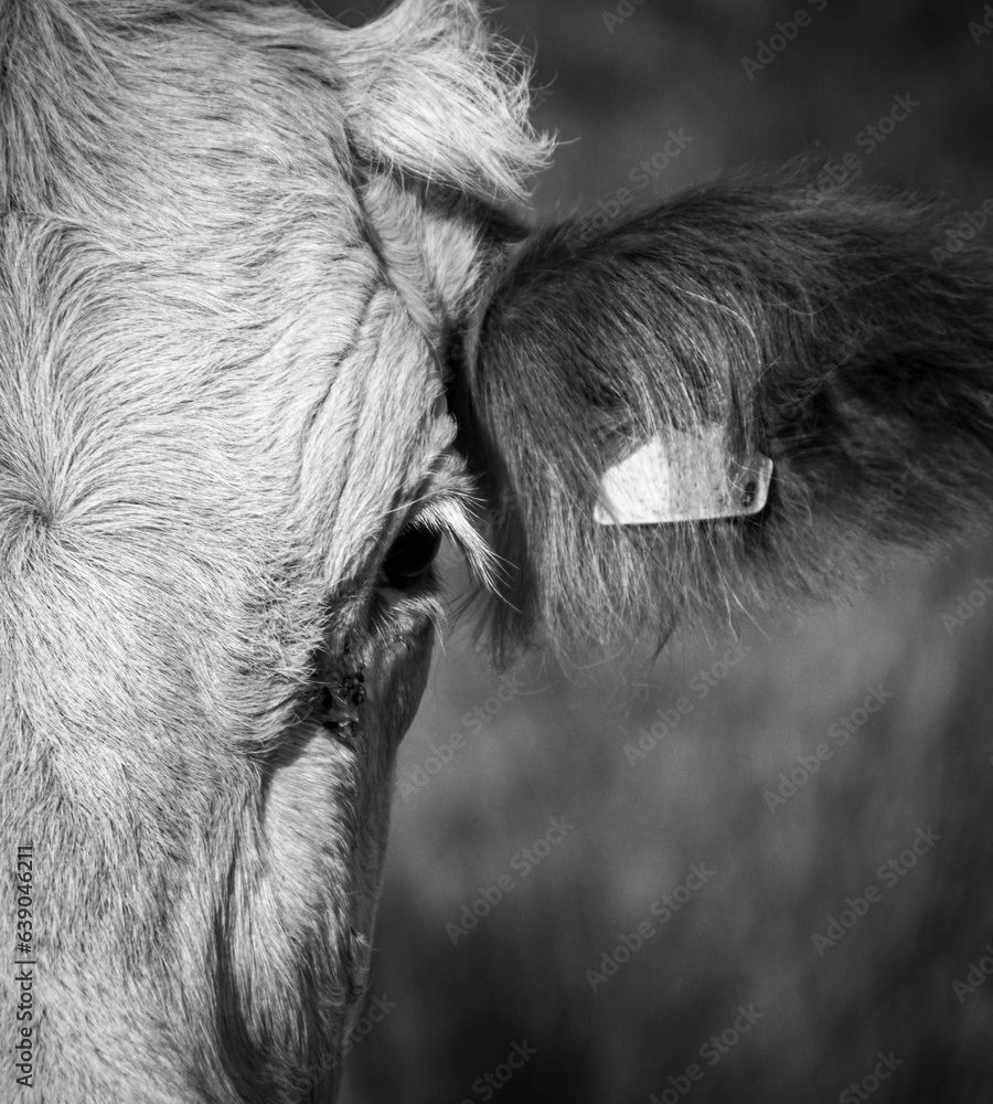 Close-up of cow in black and white