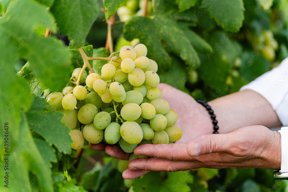 Close-up of a male hand holding a huge bunch of ripe white grapes.