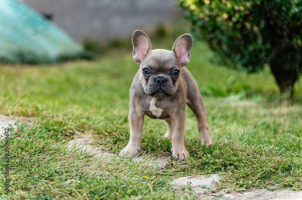 Serious french bulldog puppy is standing and looking at the camera. Serious french bulldog puppy is standing and looking at the camera.