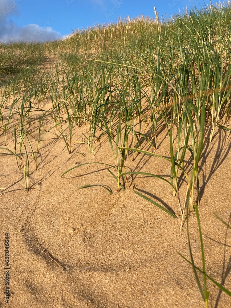Dune grasses in the sand at the north sea