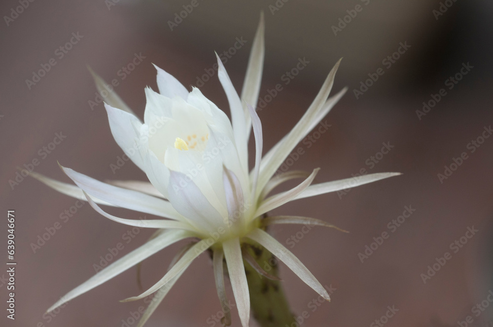 Cactus echinopsis flower, close up shot Cactus echinopsis flower, close up shot
