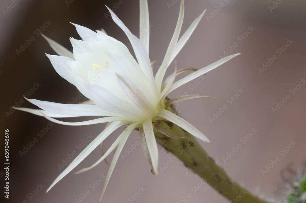 Fototapeta premium Cactus echinopsis flower, close up shot