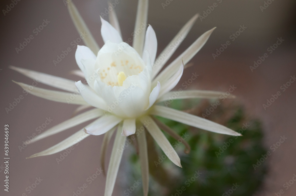 Cactus echinopsis flower, close up shot Cactus echinopsis flower, close up shot