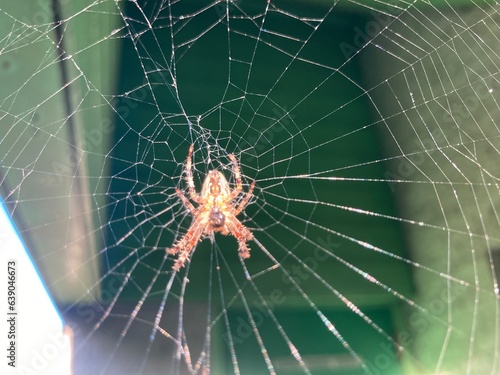 A cross spider in its web