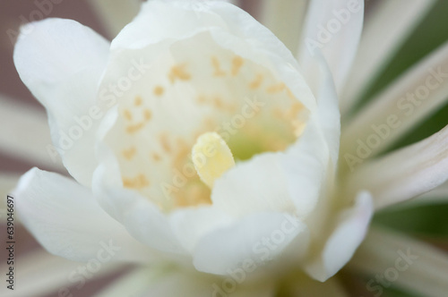 Fototapeta Naklejka Na Ścianę i Meble -  Cactus echinopsis flower, close up shot