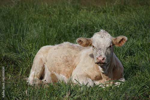 Portrait of cow sitting on grassy field © niklas storm
