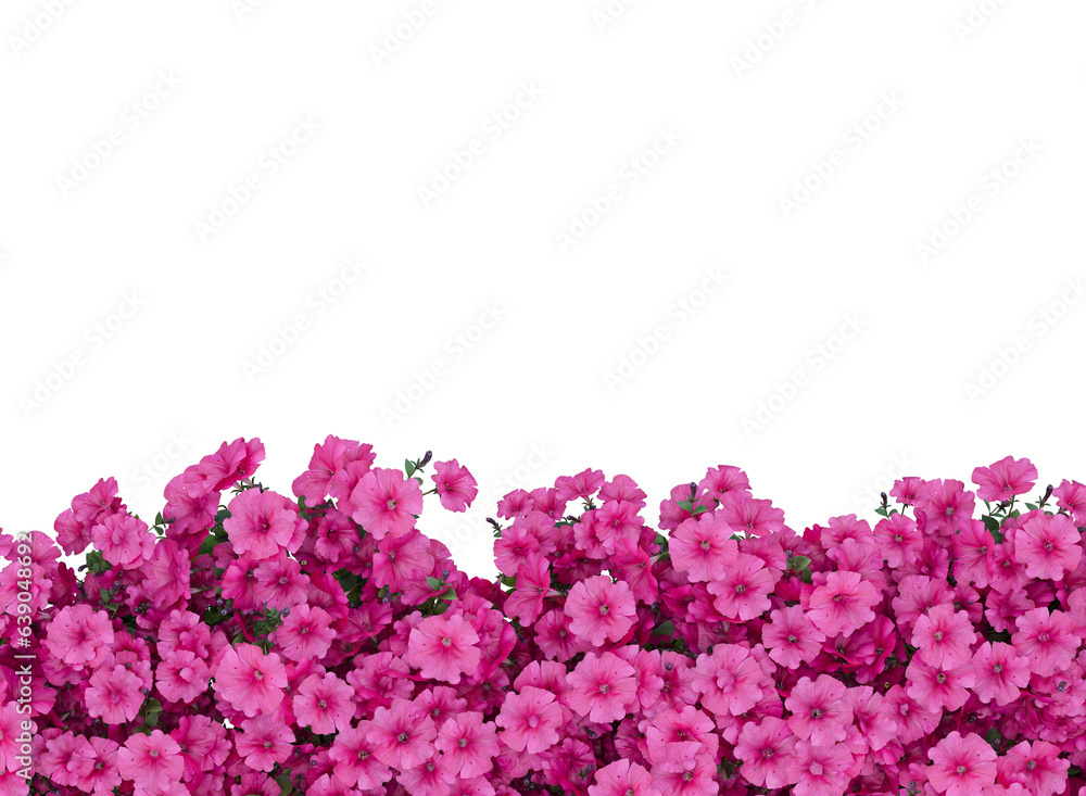 Fototapeta premium Various types of pink flowers bushes shrub