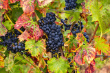 Sweet blue grapes on a vine among autumn leaves