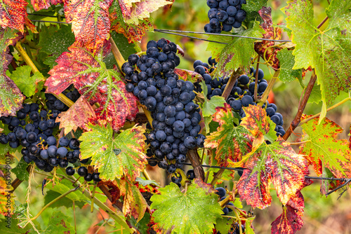 Sweet blue grapes on a vine among autumn leaves